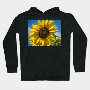 Sunflower 10 Hoodie